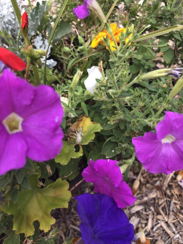 Natures Formula +B Pest Preventative - Image 5