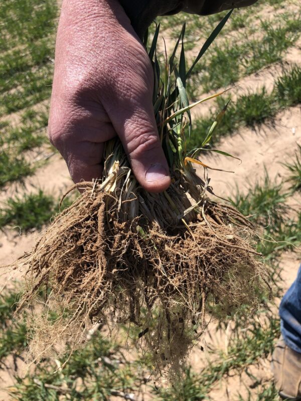 Bio-Sure Grow - Image 4