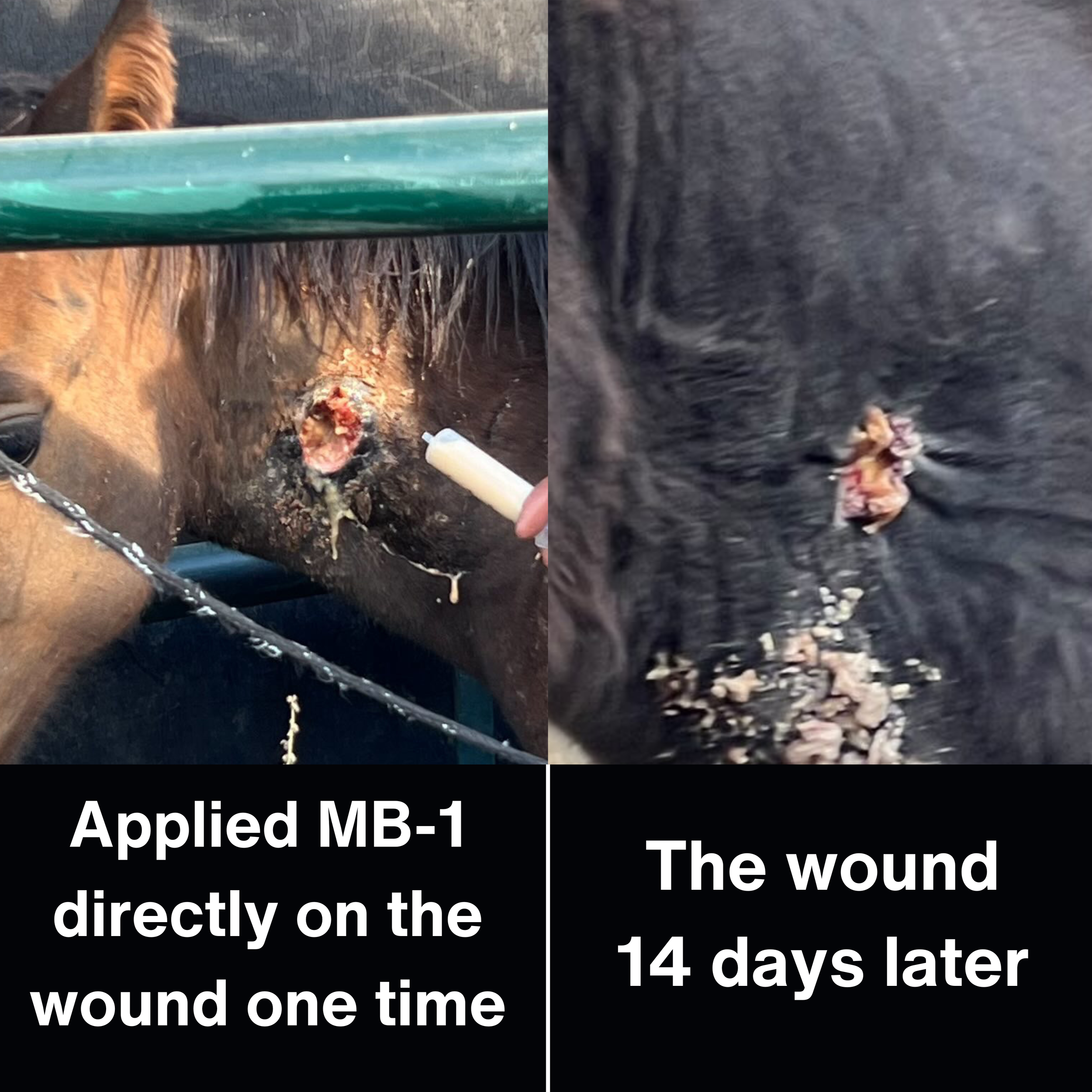 MB-1(500mil bottle) - Image 8